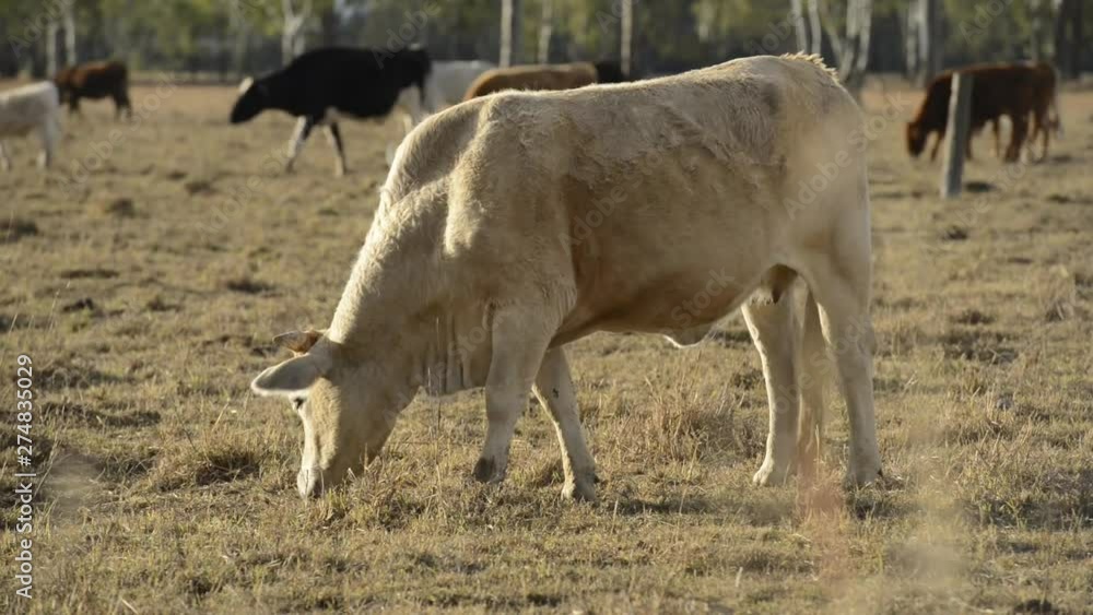 Group of bulls and cows in the countryside. Group of bulls and cows in the countryside.