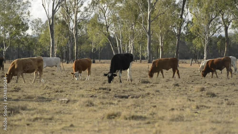 Group of bulls and cows in the countryside. Group of bulls and cows in the countryside.