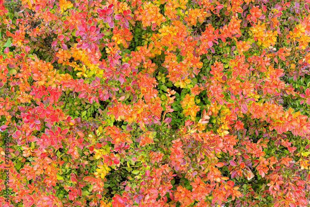 Colorful leaves of barberry tunberg