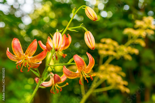 Wallpaper Mural Close up photo of Lilium martagon or Turk's cap lily Torontodigital.ca