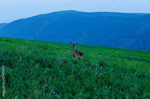 Fototapeta Naklejka Na Ścianę i Meble -  SARNA NA POŁONINIE