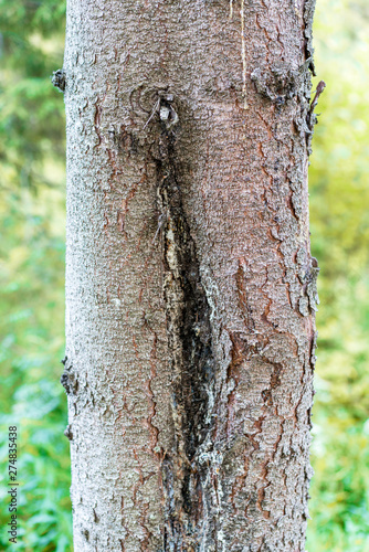 pine tree bark damage by frost in winter