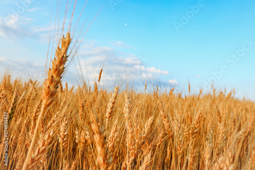 field of golden wheat against the blue sky