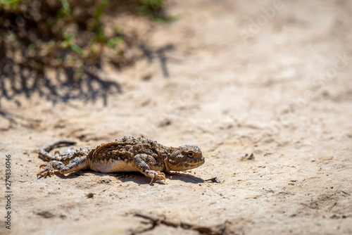 Phrynocephalus helioscopus agama close portrait of in nature