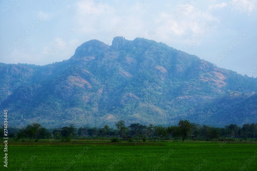 landscape with banana trees and blue sky