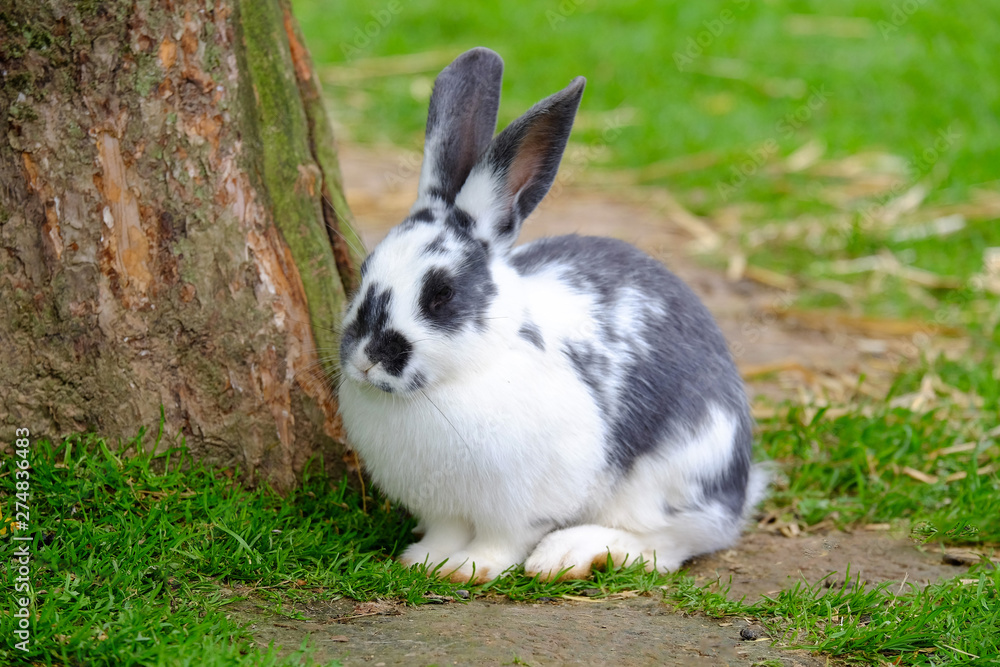 Rabbit with black and white fur on the green grass. Rabbit with black and white fur on the green grass.