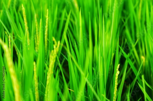 green paddy/rice with water drops
