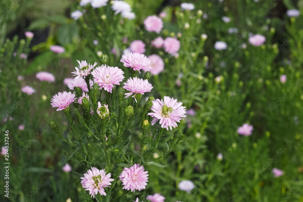 New England aster (Symphyotrichum novae-angliae) pink flowers blossom in garden with green nature blurred background, known as Michaelmas Daisy. Another scientific name is Aster novae-angliae. New England aster (Symphyotrichum novae-angliae) pink flowers blossom in garden with green nature blurred background, known as Michaelmas Daisy. Another scientific name is Aster novae-angliae.