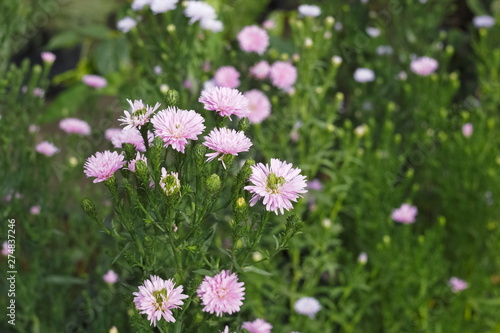 Fototapeta Naklejka Na Ścianę i Meble -  New England aster (Symphyotrichum novae-angliae) pink flowers blossom in garden with green nature blurred background, known as Michaelmas Daisy. Another scientific name is Aster novae-angliae.