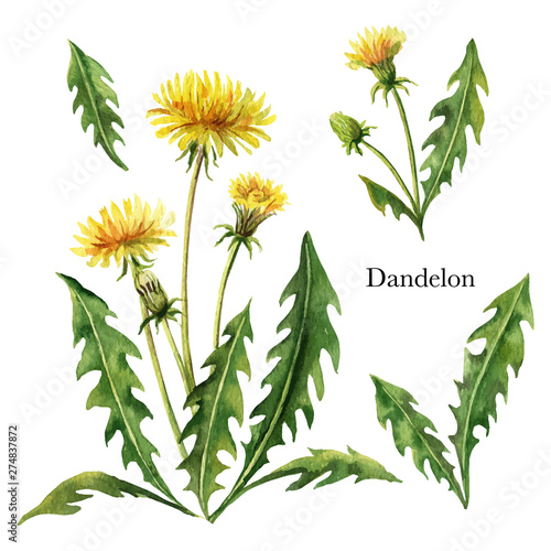 Hand drawn watercolor vector botanical illustration of Dandelion.