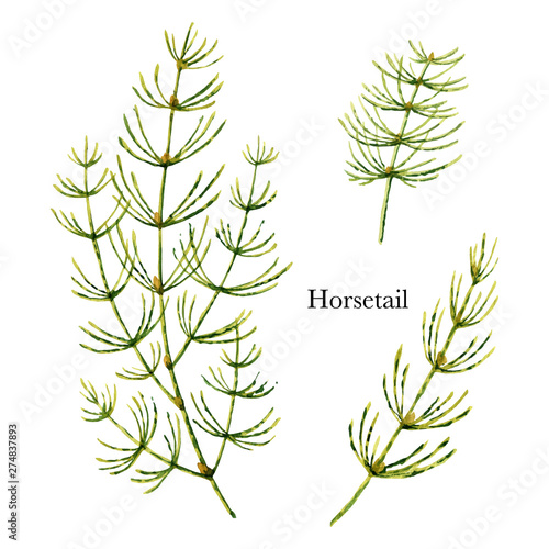 Hand drawn watercolor vector botanical illustration of Horsetail .