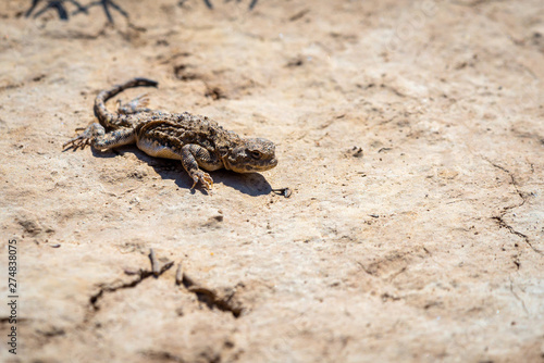 Phrynocephalus helioscopus agama close portrait of in nature