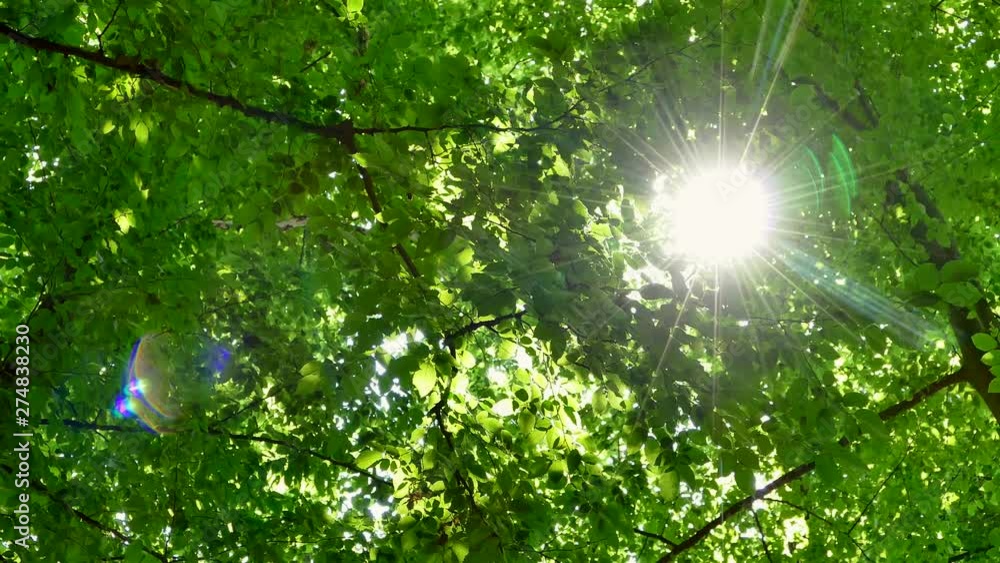 Green summer forest. The sun's rays shine through the branches of trees with green leaves. Clean ecology. Green summer forest. The sun's rays shine through the branches of trees with green leaves. Clean ecology.
