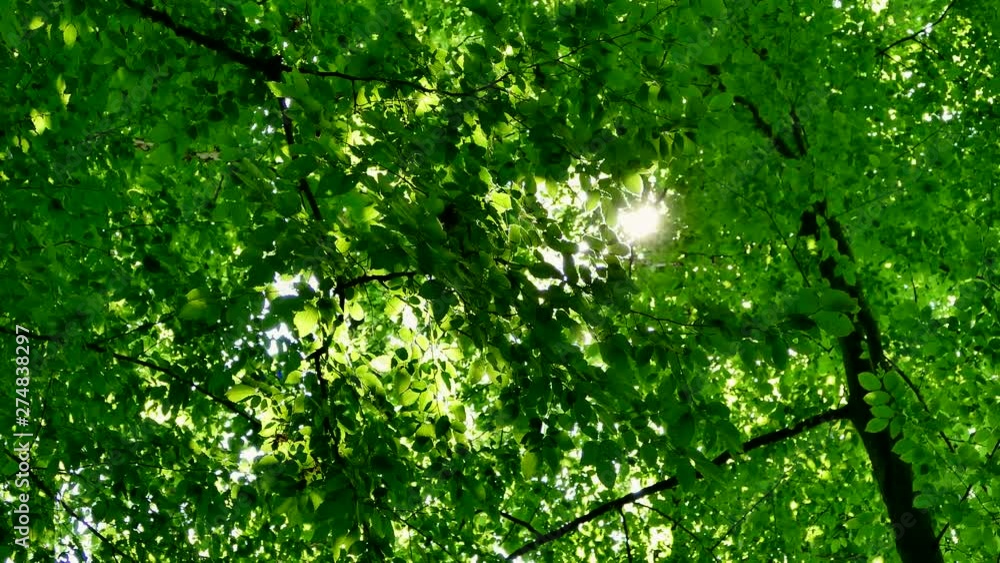 Green summer forest. The sun's rays shine through the branches of trees with green leaves. Clean ecology. Green summer forest. The sun's rays shine through the branches of trees with green leaves. Clean ecology.