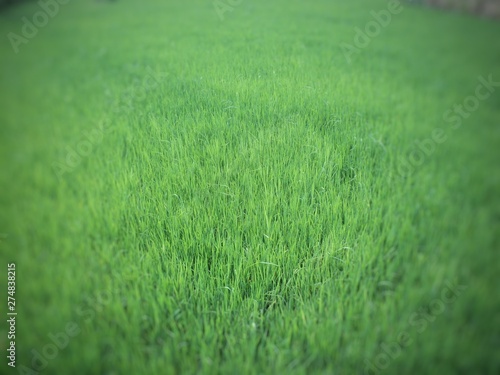 stretch of green rice plants in the fields