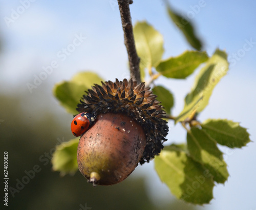 A ladybug restin on an acorn photo