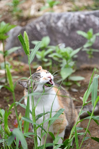 草を食べる猫