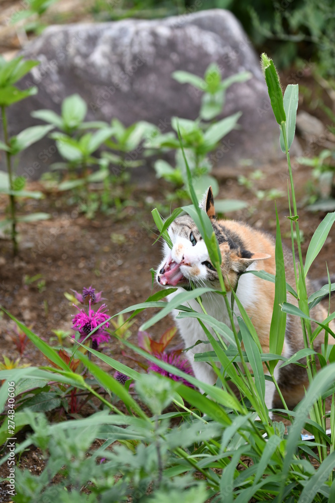 Obraz premium 草を食べる猫