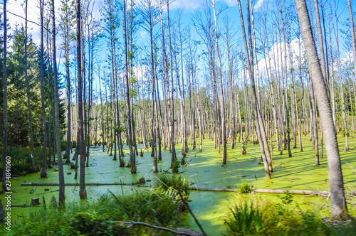 Trees in a swamp in Poland