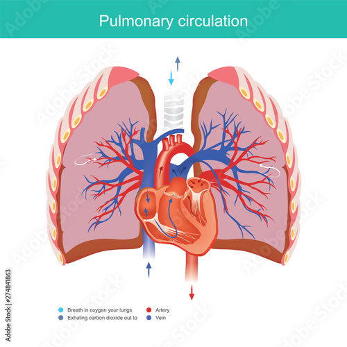 Pulmonary circulation.