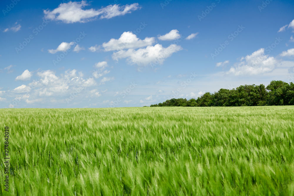 Green wheaten sprouts in the field and cloudy sky. Bright spring landscape.