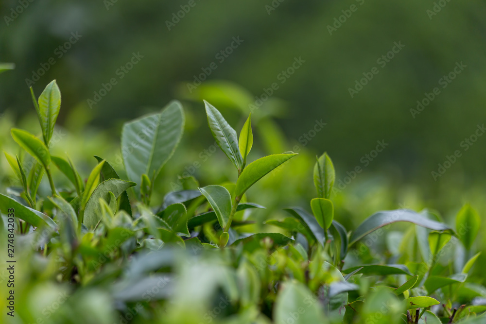 Tea plantation. Tea leaves, close-up. Green, fresh, tea leaves growing on the plantation. Tea in the sun Tea plantation. Tea leaves, close-up. Green, fresh, tea leaves growing on the plantation. Tea in the sun