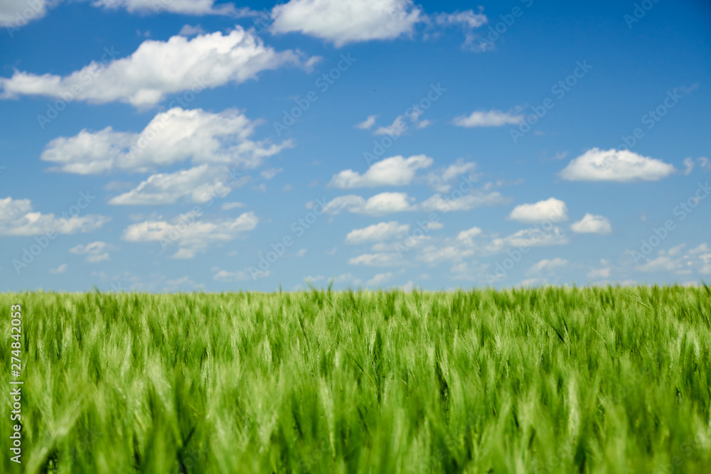 Green wheaten sprouts in the field and cloudy sky. Bright spring landscape. Green wheaten sprouts in the field and cloudy sky. Bright spring landscape.
