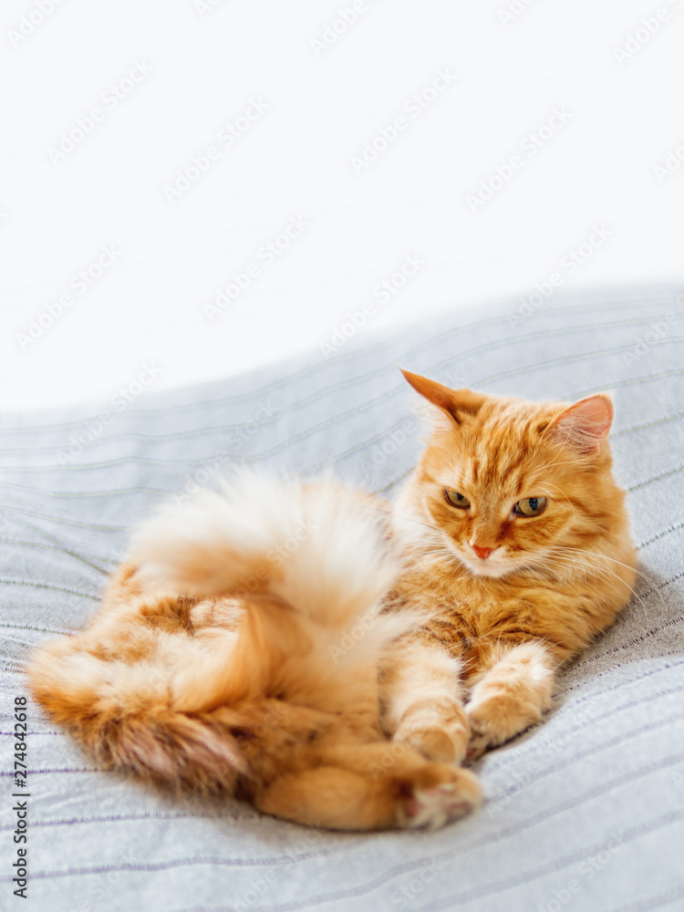 Cute ginger cat lying on bed. Fluffy pet is dozing. Cozy home background. Copy space.