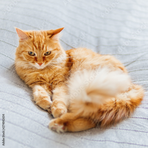Cute ginger cat lying on bed. Fluffy pet is dozing. Cozy home background. © Konstantin Aksenov