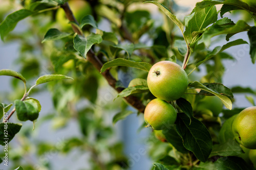 Apples on branch, local food