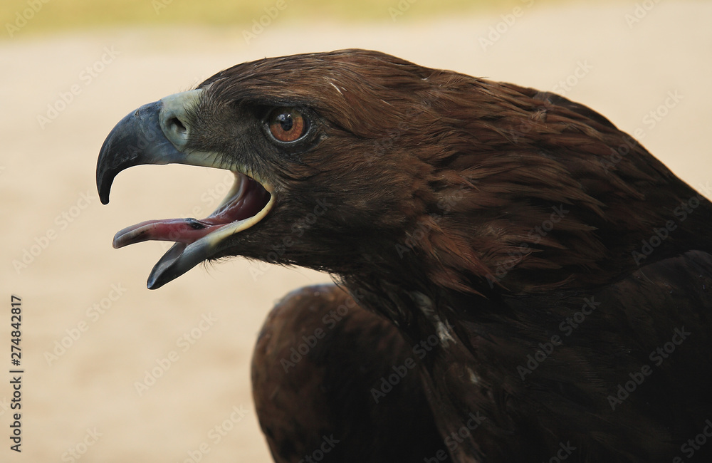 Fototapeta premium Tarim Eagle