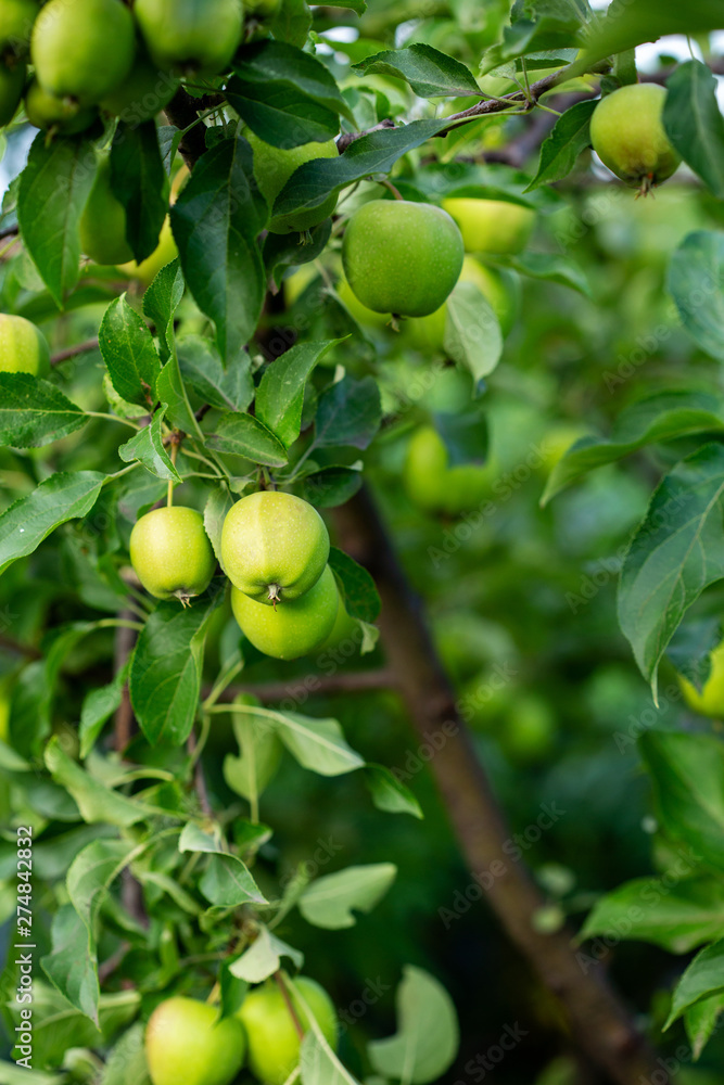 Green Apples on branch, local food
