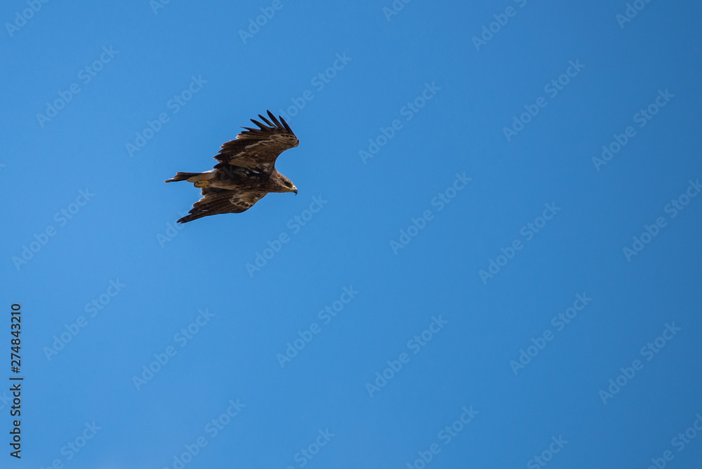Steppe Eagle fly in sky with showing wing spread Steppe Eagle fly in sky with showing wing spread