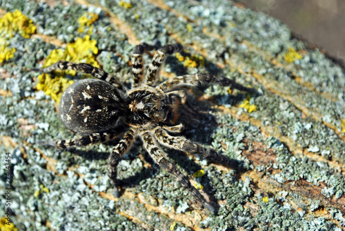 Lycosa (Lycosa singoriensis, wolf spiders) on tree bark background with yellow moss, top view