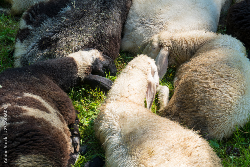 Naklejka premium Sheep rest in the grass