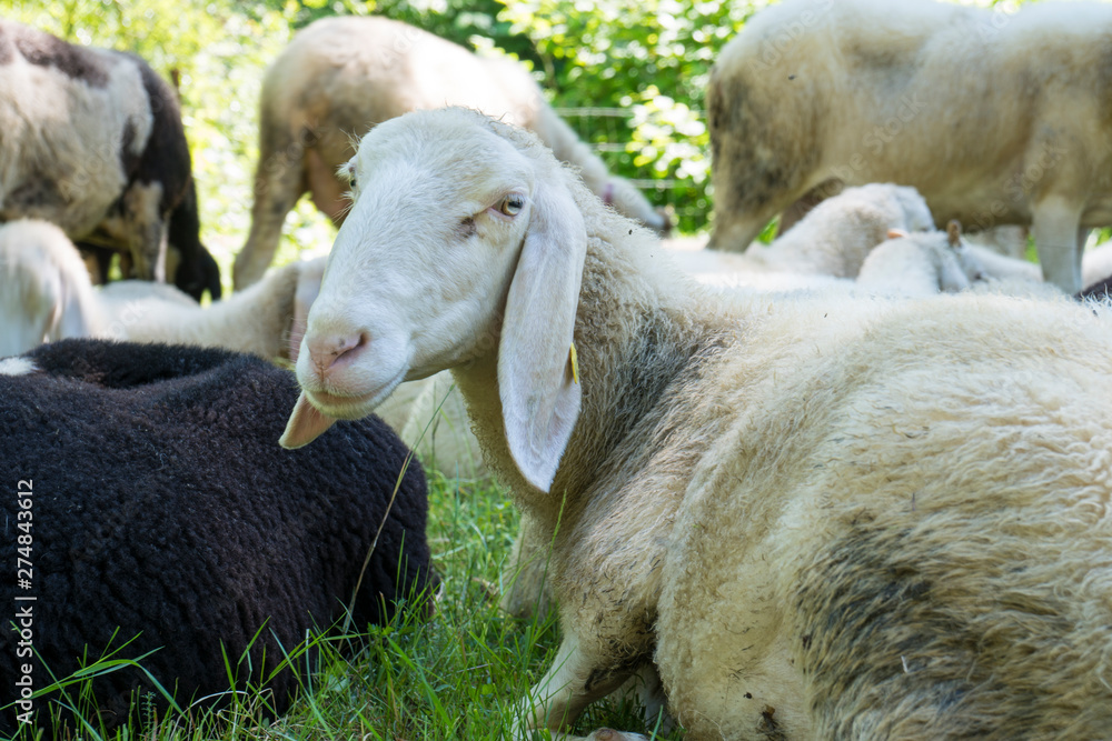 Naklejka premium Sheep rest in the grass