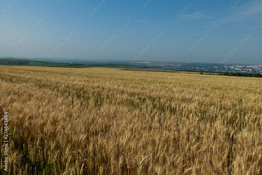 field of ripening wheat in the sunshine close up