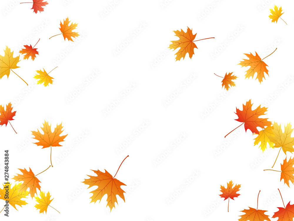Maple leaves vector background, autumn foliage on white graphic design. Maple leaves vector background, autumn foliage on white graphic design.