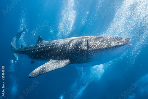 Whale Shark with divers bubbles © Ollie
