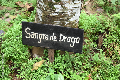 Bleeding tree - herbal medication in Colombian Amazon region