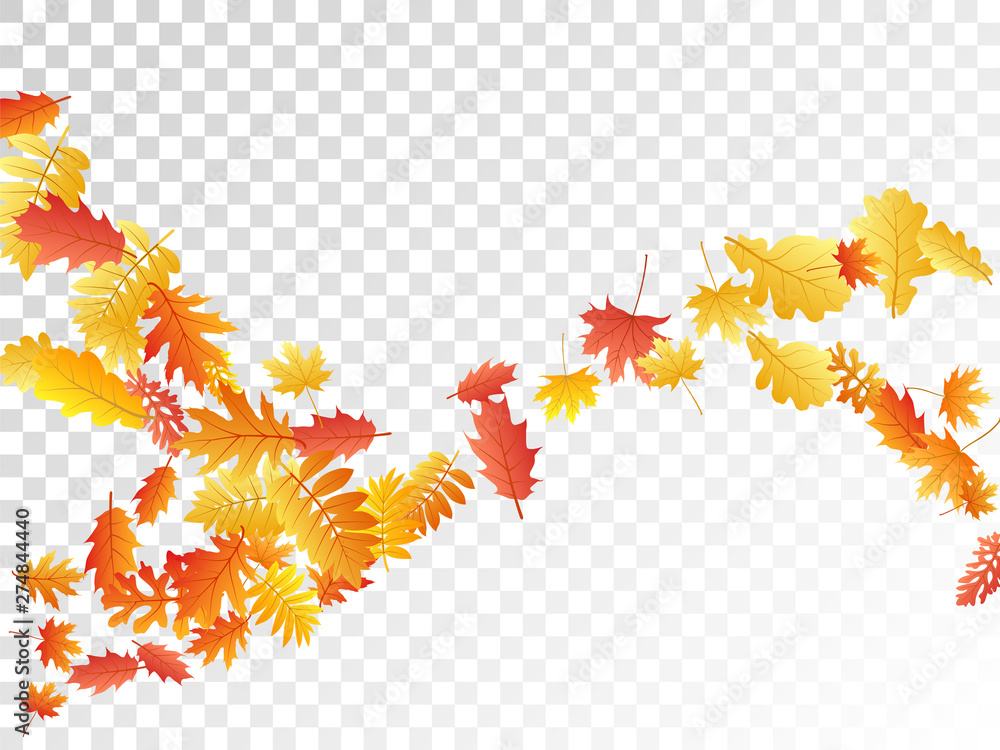 Oak, maple, wild ash rowan leaves vector, autumn foliage on transparent background. - obrazy, fototapety, plakaty 