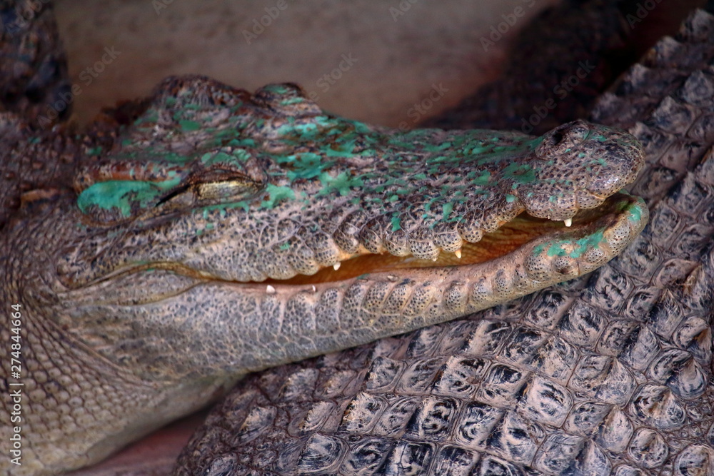 Fototapeta premium Crocodile head detail