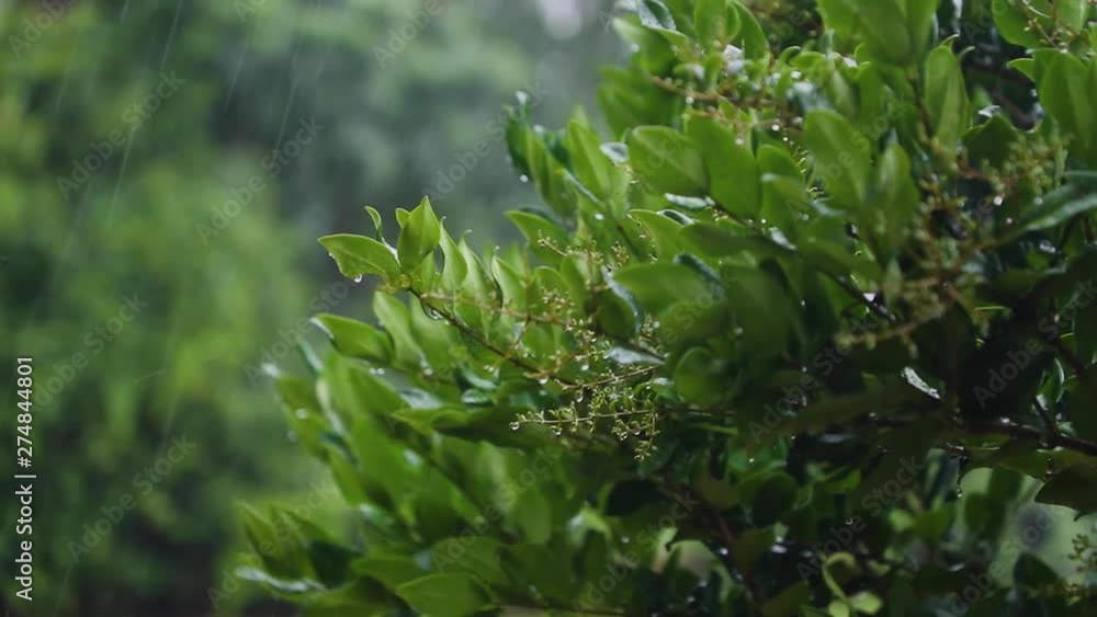 Vibrant trees on a rainy afternoon. Vibrant trees on a rainy afternoon.