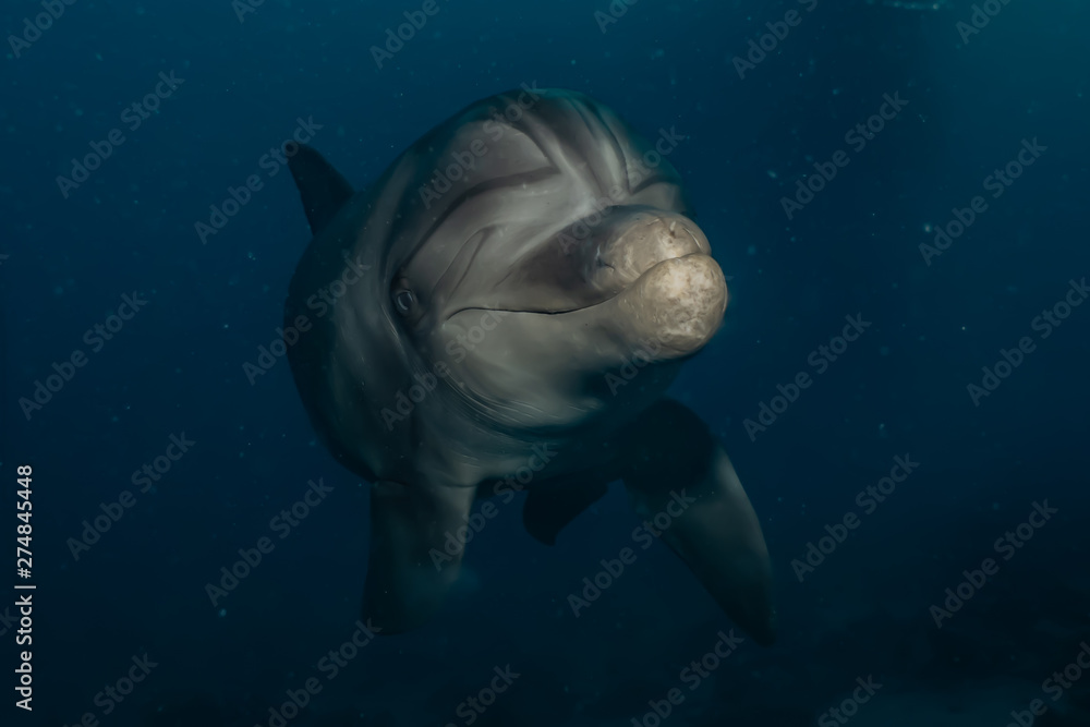 Fototapeta premium Dolphin swimming with divers in the Red Sea, Eilat Israel