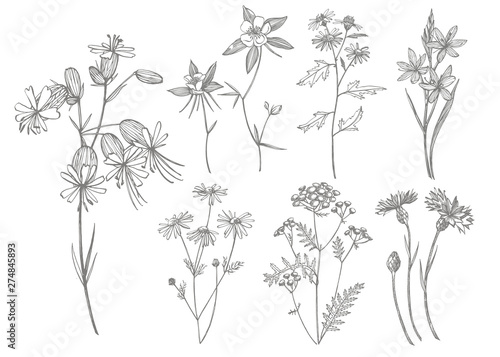 Collection of hand drawn flowers and herbs. Botanical plant illustration. Vintage medicinal herbs sketch set of ink hand drawn medical herbs and plants sketch.