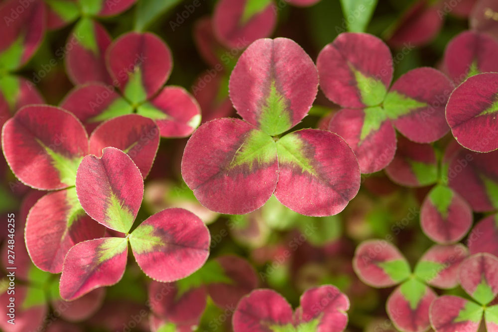 Fototapeta premium Zierklee