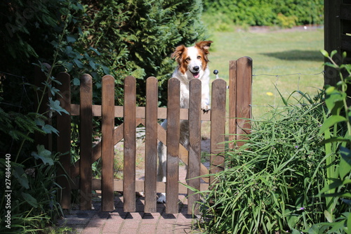 Weiß brauner Hund wartet an der Gartenpforte