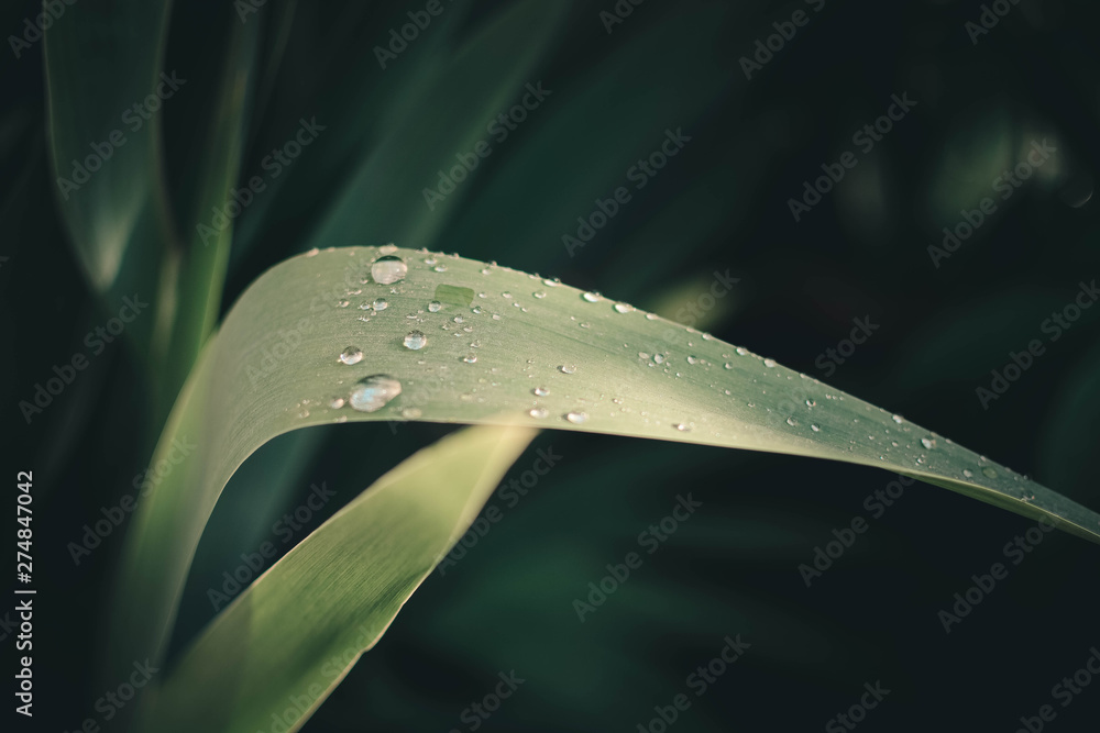 green leaf with water drops