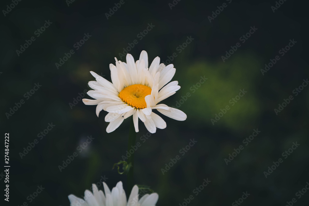 daisy on a blue background