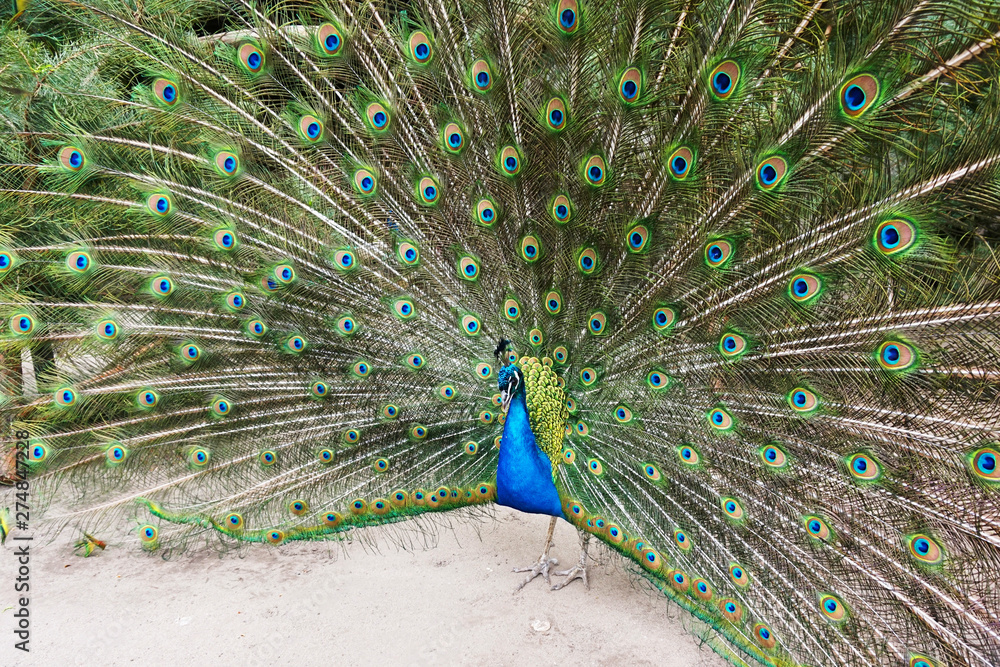 Naklejka premium beauty peacock bird